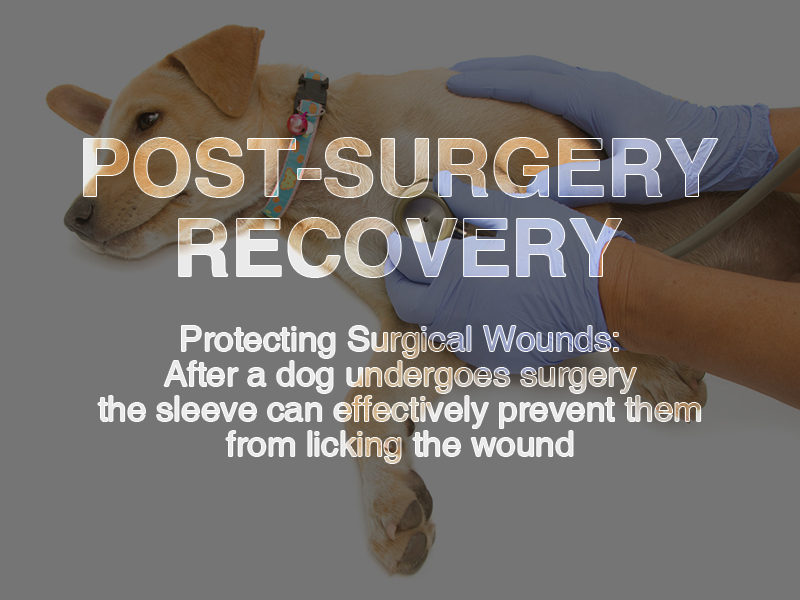 Dog Elbow Pad Front Leg Protector to Prevent infect and