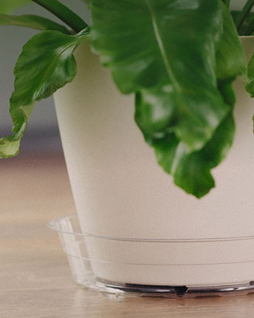 plant saucer