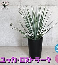 Amazon｜ユッカ・ロストラータ 5号鉢【品種で選べる観葉植物/1個
