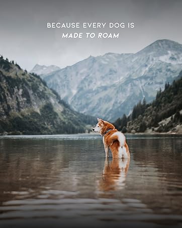 Because every dog  deserves to roam