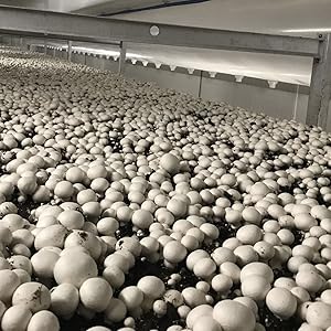Small manufacture image 1