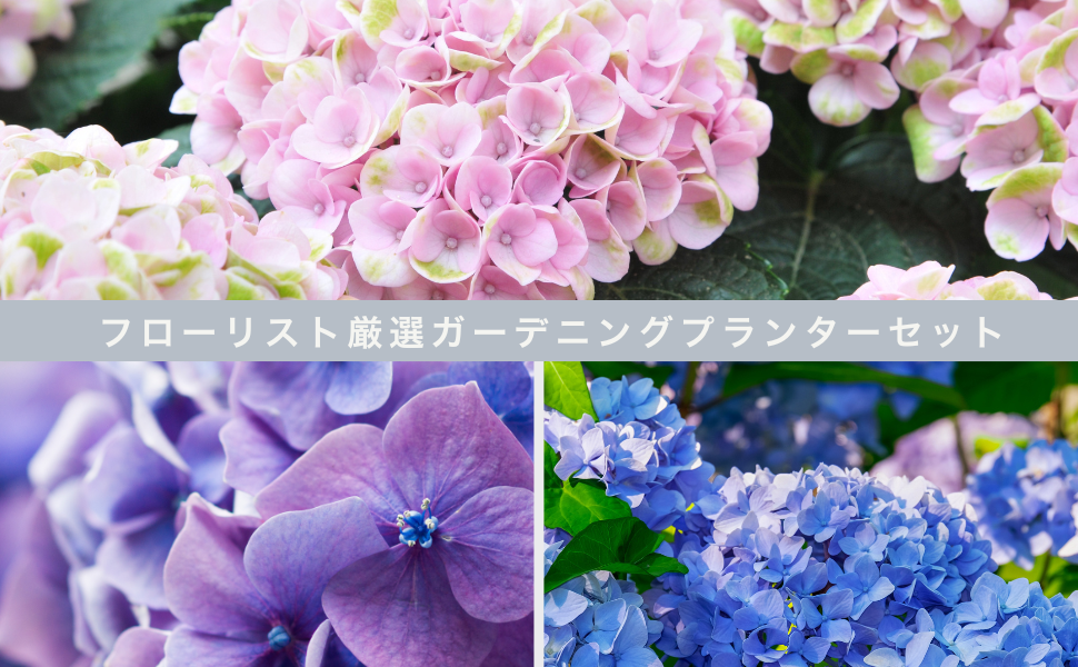 紫陽花 紫陽花 『凰龍 -オウリュウ-』 | すべての商品 | | Junk sweet