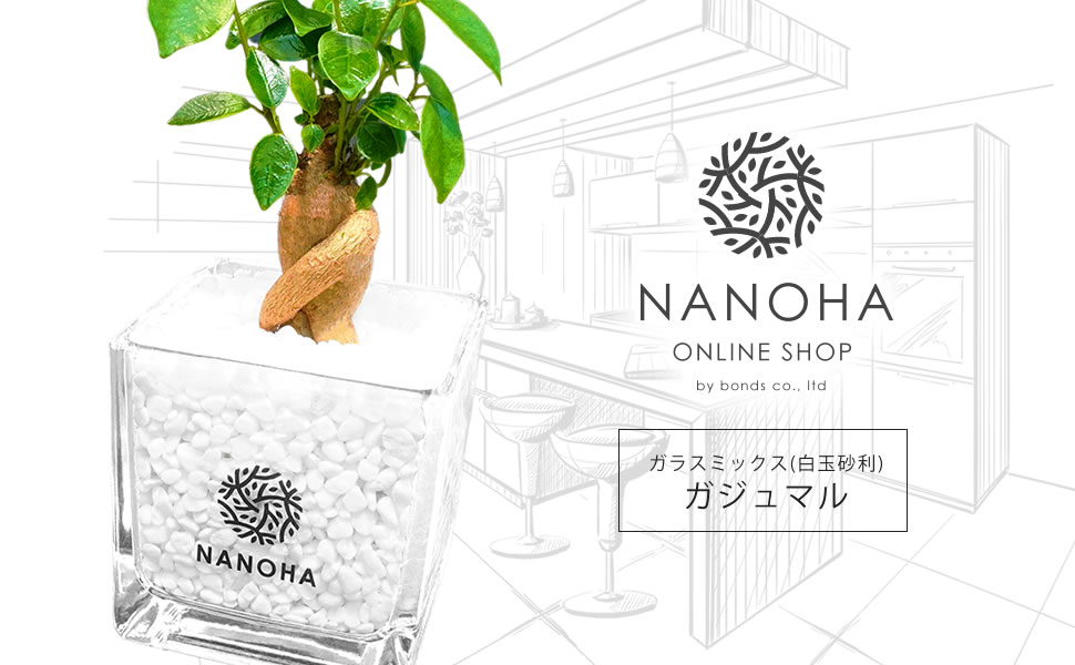 Amazon｜ガジュマル 白玉砂利 土をつかっておらず衛生的 観葉