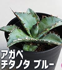 アガベ　チタノタブルー アガベ・チタノタブルー選抜/L18（芽）-003｜agave