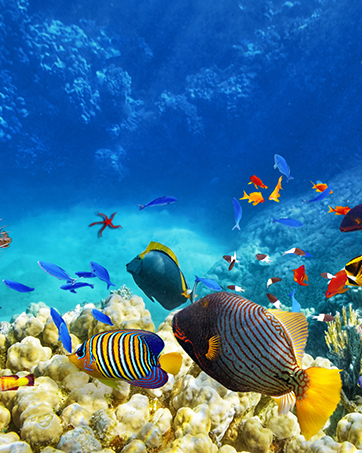  Diving Phone Case, Waterproof Phone Case,