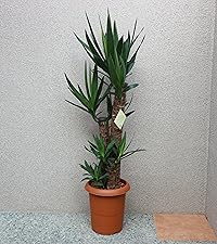 ユッカの木 約3メートル超え 観葉植物 9_000000001643.jpg?1714093602