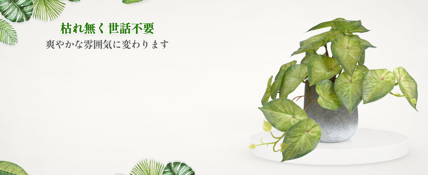 卓上ミニ盆栽3点セット