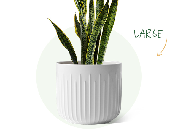VALIEM willing plant BOWL-Ｌ VALIEM willing plant BOWL-L VALIEM willing plant BOWL-L