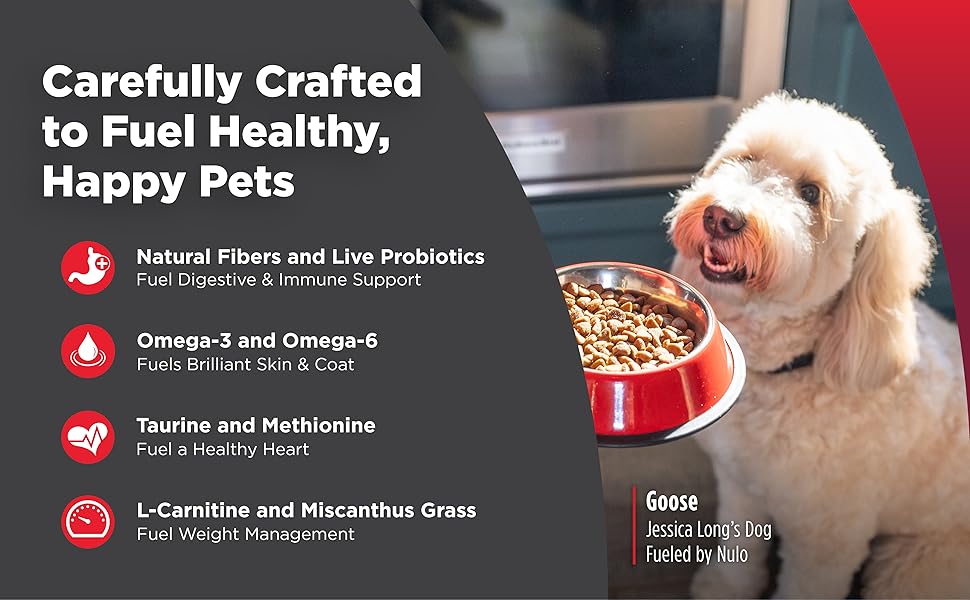 dog and bowl of kibble