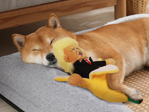 dog toy