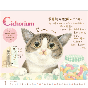 猫が邪魔で何も見えないカレンダー Amazon | CATカレンダー2026 | 8.27x8.27インチ面白い猫