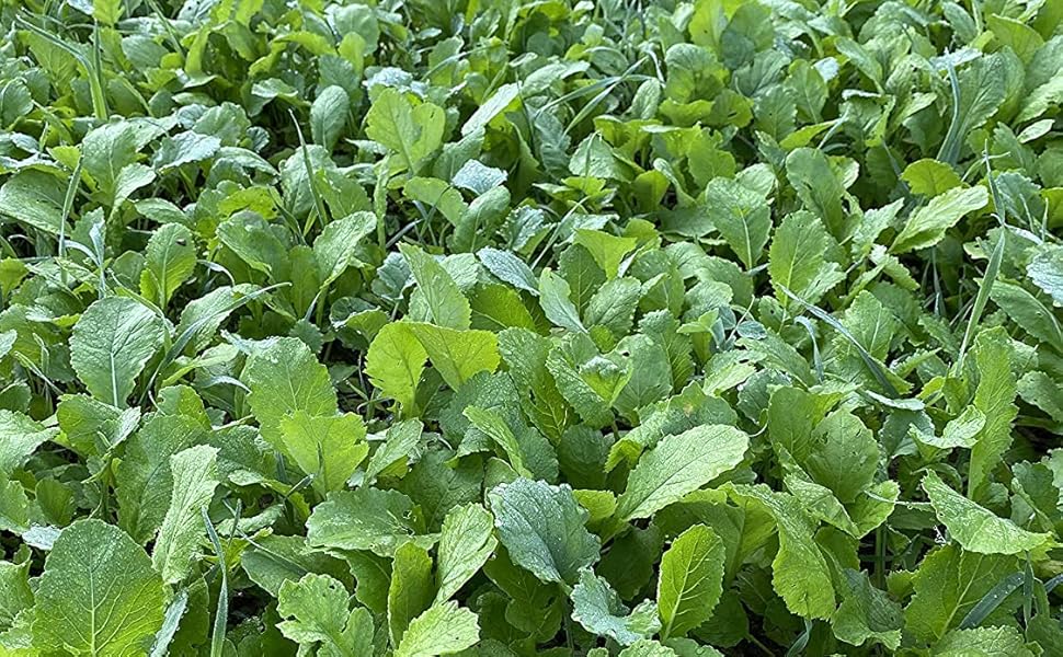 Hit List Seed Brassica Blend Food Plot Mix, 6 lbs (1 Acre