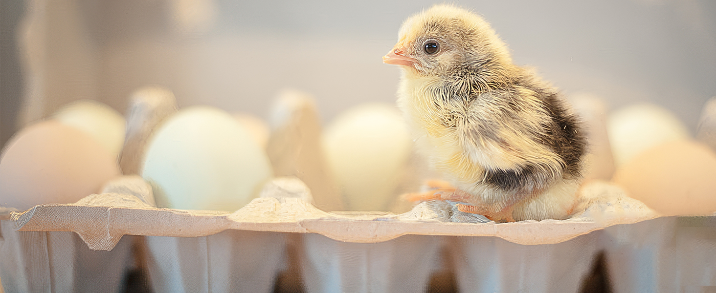 Refrigerator Thermometer