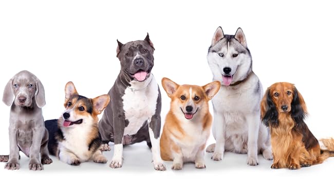 dog toys interactive toss and fetch retrieving