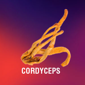 Extracto de hongo Cordyceps