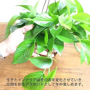 Amazon ポトス パーフェクトグリーン 吊り鉢 インテリア 本物 観葉植物 観葉植物 オンライン通販