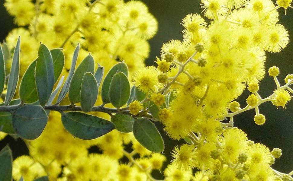 新品種アカシア「ゴールドチップ」7号鉢3本セット 新品種アカシア「ゴールドチップ」7号鉢130cm大株 アカシア