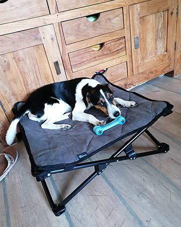 dog cot bed