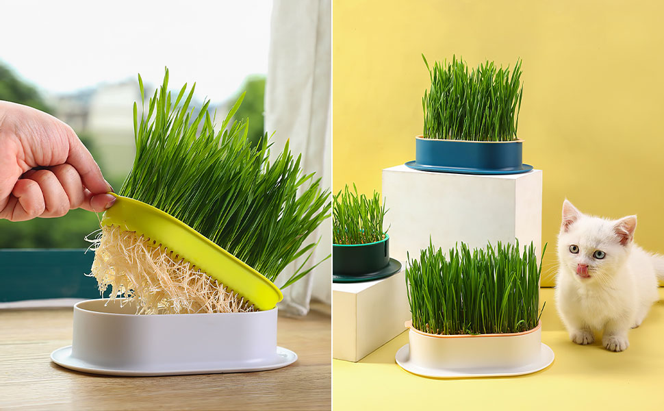 LAUPVXA Cat Grass Planter, Cat Grass, Cat Grass Kit, Cat Grass Growing Kit, Easy to