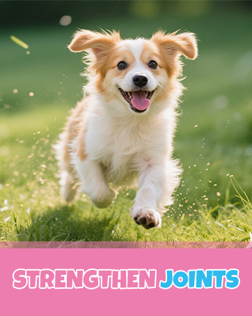 tailly collagen for dogs collagen dog tailey collagen for dogs liquid collagen for cats