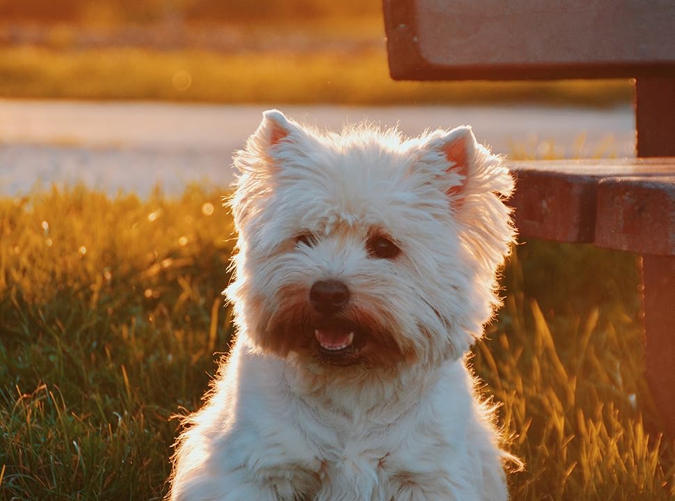 Natürliches Zeckenhalsband für kleine Huntitelbildde