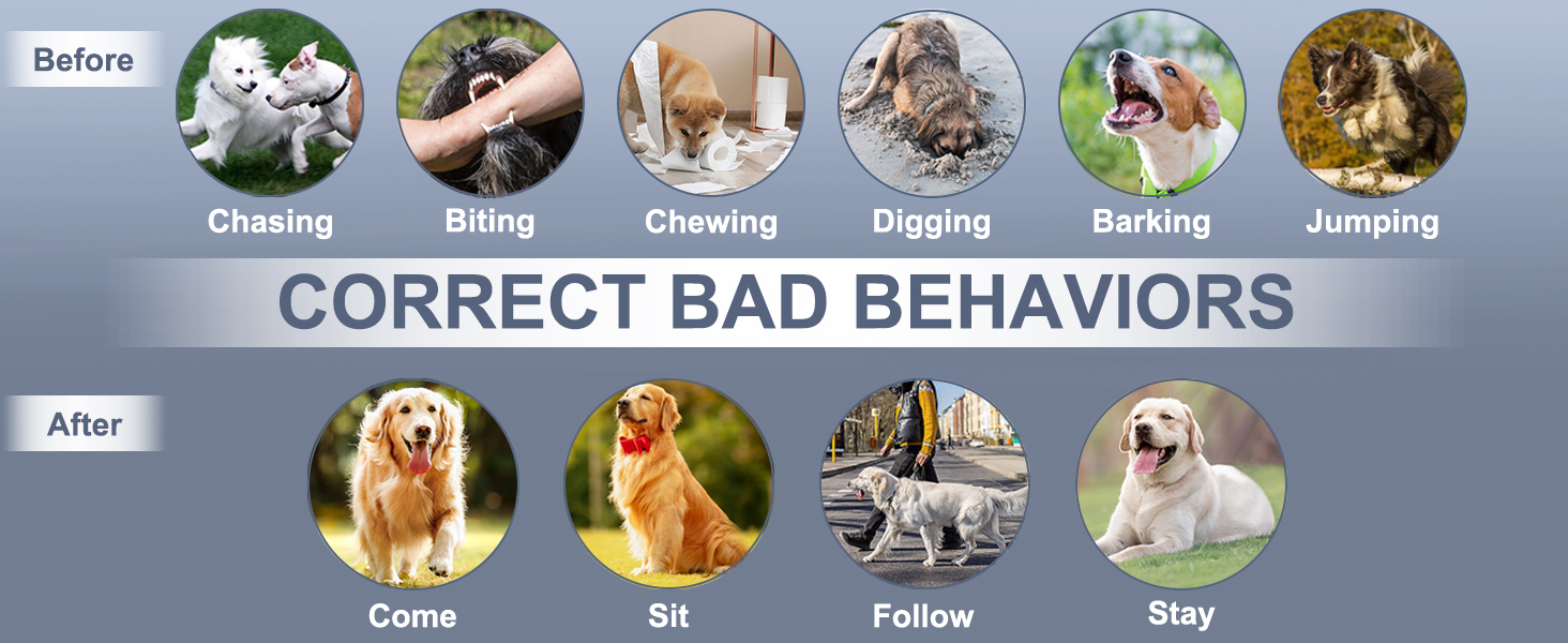 dog training collar