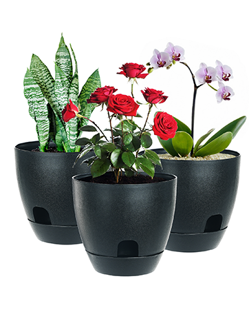 Plant Pot
