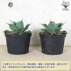 Amazon.co.jp: アガベ・ポタトラム スポーン 5号鉢【品種で