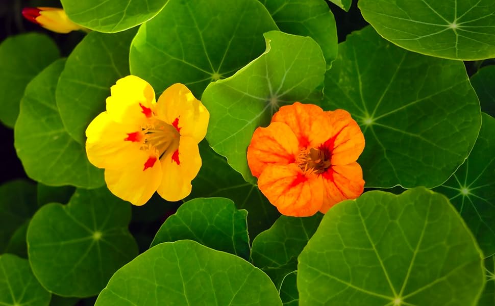 Seed Needs, Jewel Blend/Mix Nasturtium Seeds for Planting (Edible Wildflowers