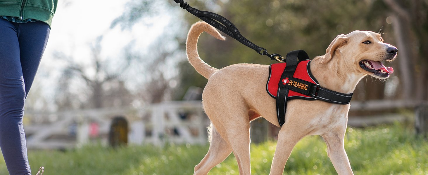 Back Clip Dog harness walking