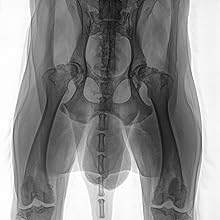 Xray of a dog's pelvis