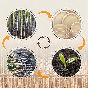 bagasse