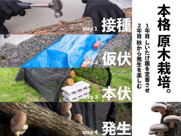 森のきの子様×4 Amazon | 森のきのこ倶楽部 しいたけ種駒 森290号 にく丸 (400駒