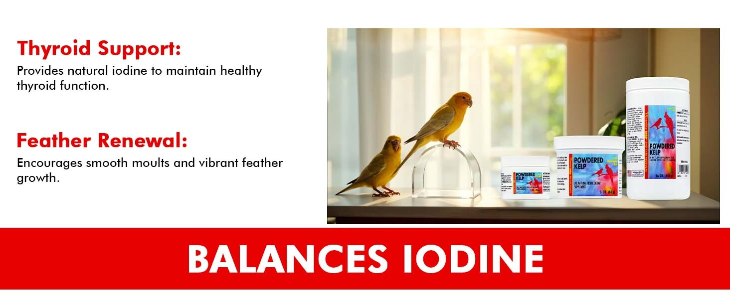 pigeon food protein supplement canary food bird parakeet miracle meal