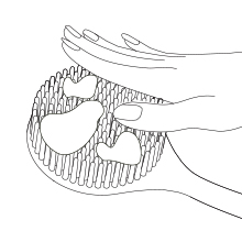 brush 8