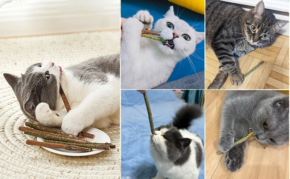 6 Catnip Matatabi Sticks, Natural Snacks for Cats, Interactive Edible
