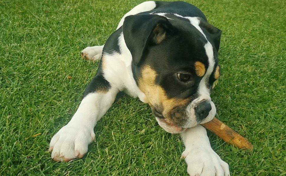 Wildfang® Olive Wood Chewing Stick Dog Bone Safe, Natural Dental