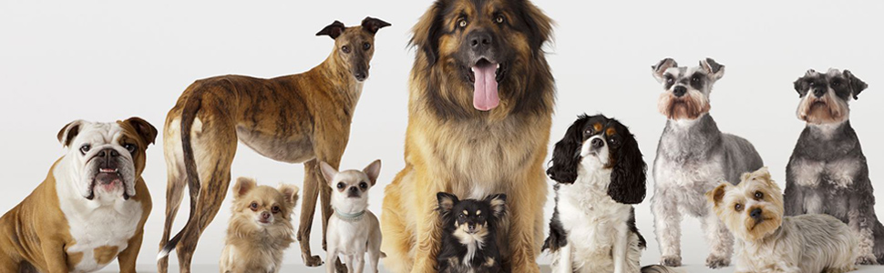 SPN-RECPP B09NZXJDPT