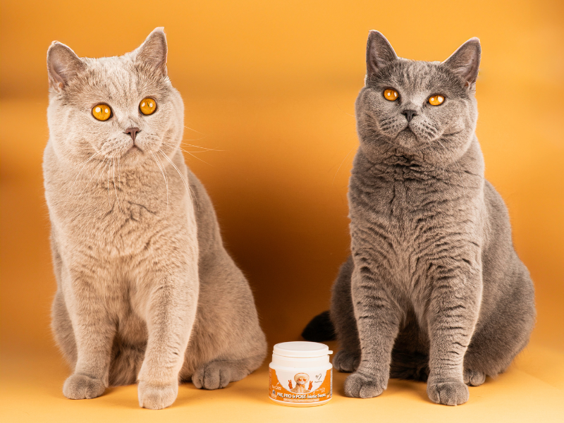 nutripaw for cats