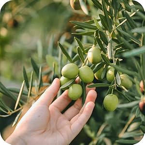 support treats allergy stomach supplements medicine native canine and food puppy para with p