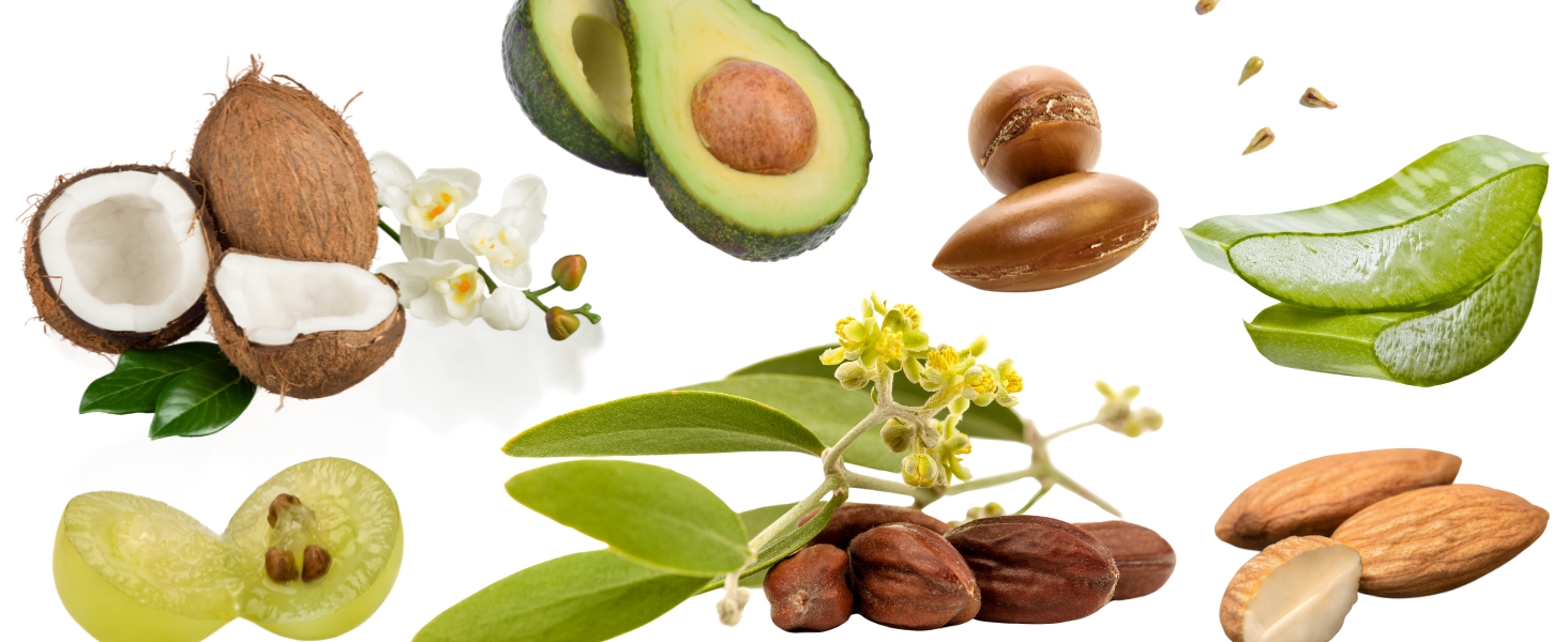 health-related plants including coconut, avocado, argan nuts, aloe vera, shea nuts, and almonds
