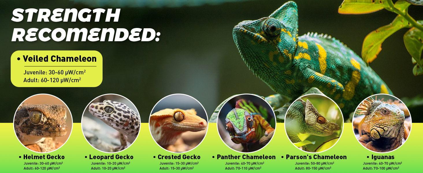 leopard gecko heat lamp