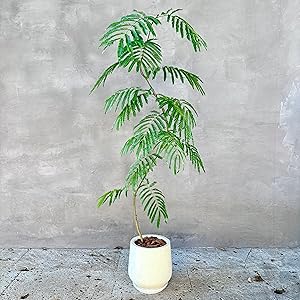 Amazon|SUZUHA エバーフレッシュ 観葉植物 本物 曲がり仕立て 7号 Amazon|SUZUHA エバーフレッシュ 観葉植物 本物 曲がり仕立て 7号