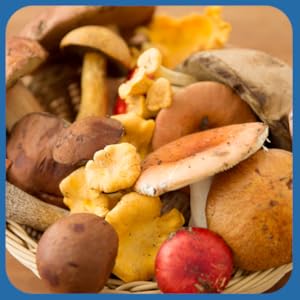 Paleovalley NeuroEffect - Neuro Mushroom Coffee Nutritional Supplement for Focus, Memory, and Energy Support - 28-Day Supply - 8 12 PAV-NeuEff-EBC04a