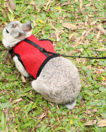 rabbit harness