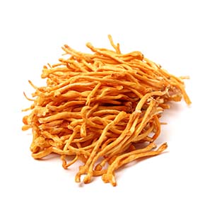 Cordyceps Extract