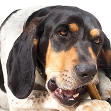 Yak Cheese Dog Chew