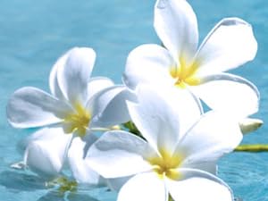 plumeria