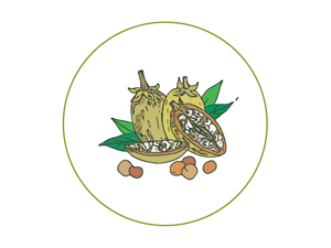 baobab