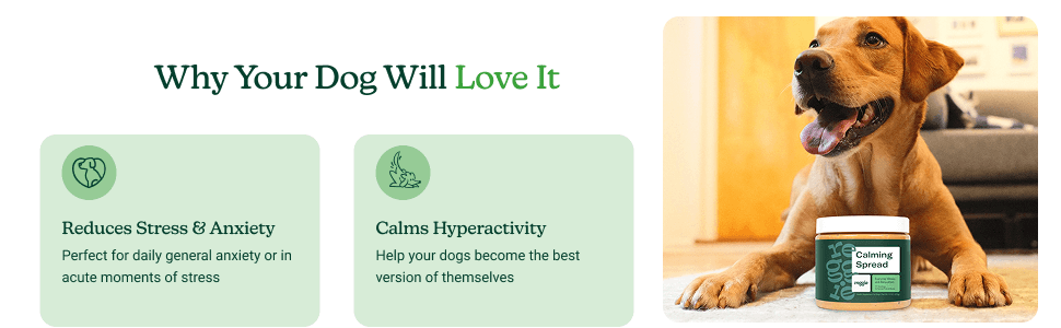 Why your dog will love it